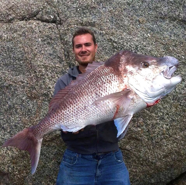 Monster snapper caught in WA Fishing World Australia